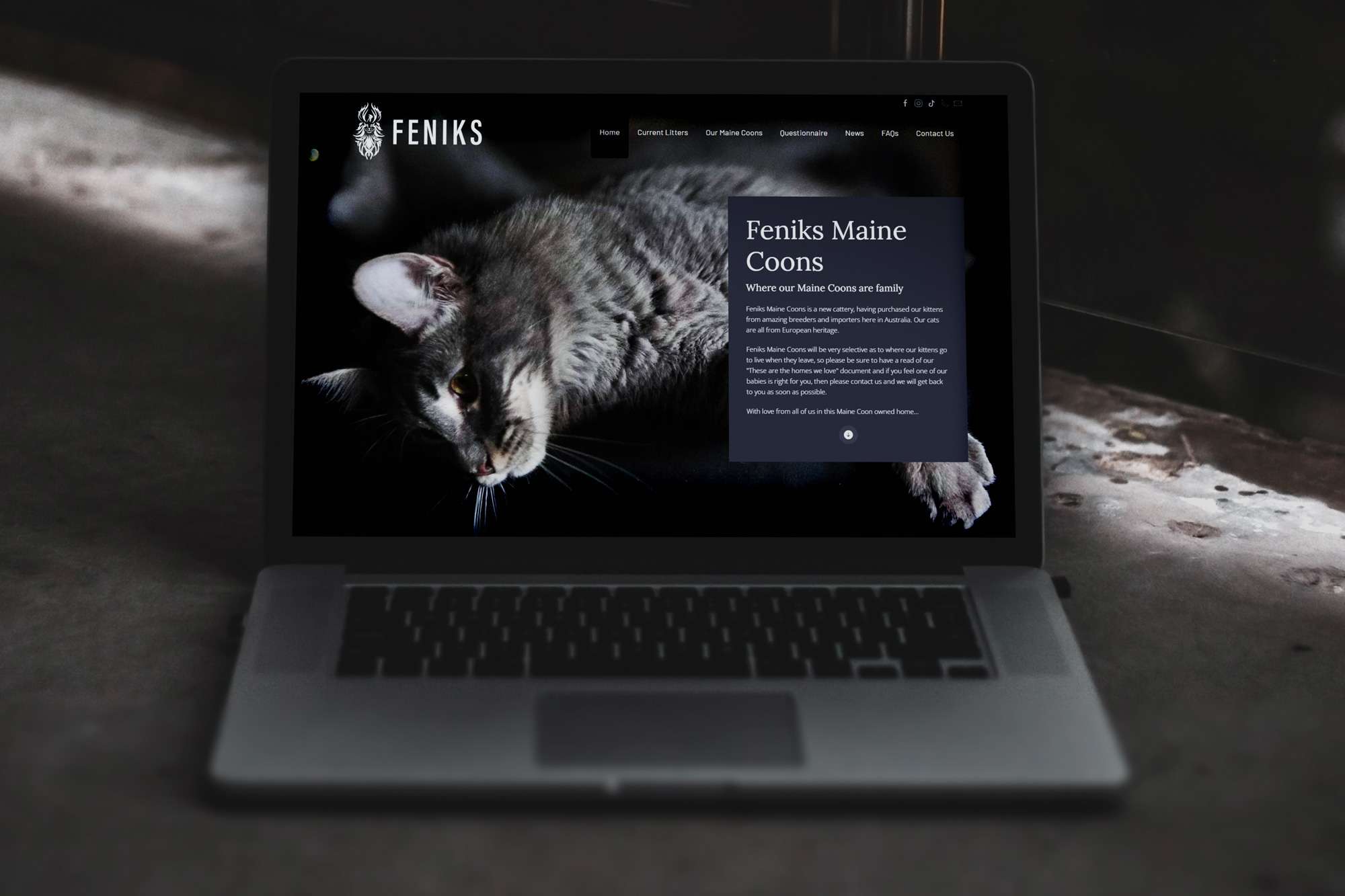 Feniks Maine Coons