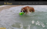 Click to view screenshot of Townsville Pet Resort website.
