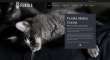 Click to view screenshot of Feniks Maine Coons website.