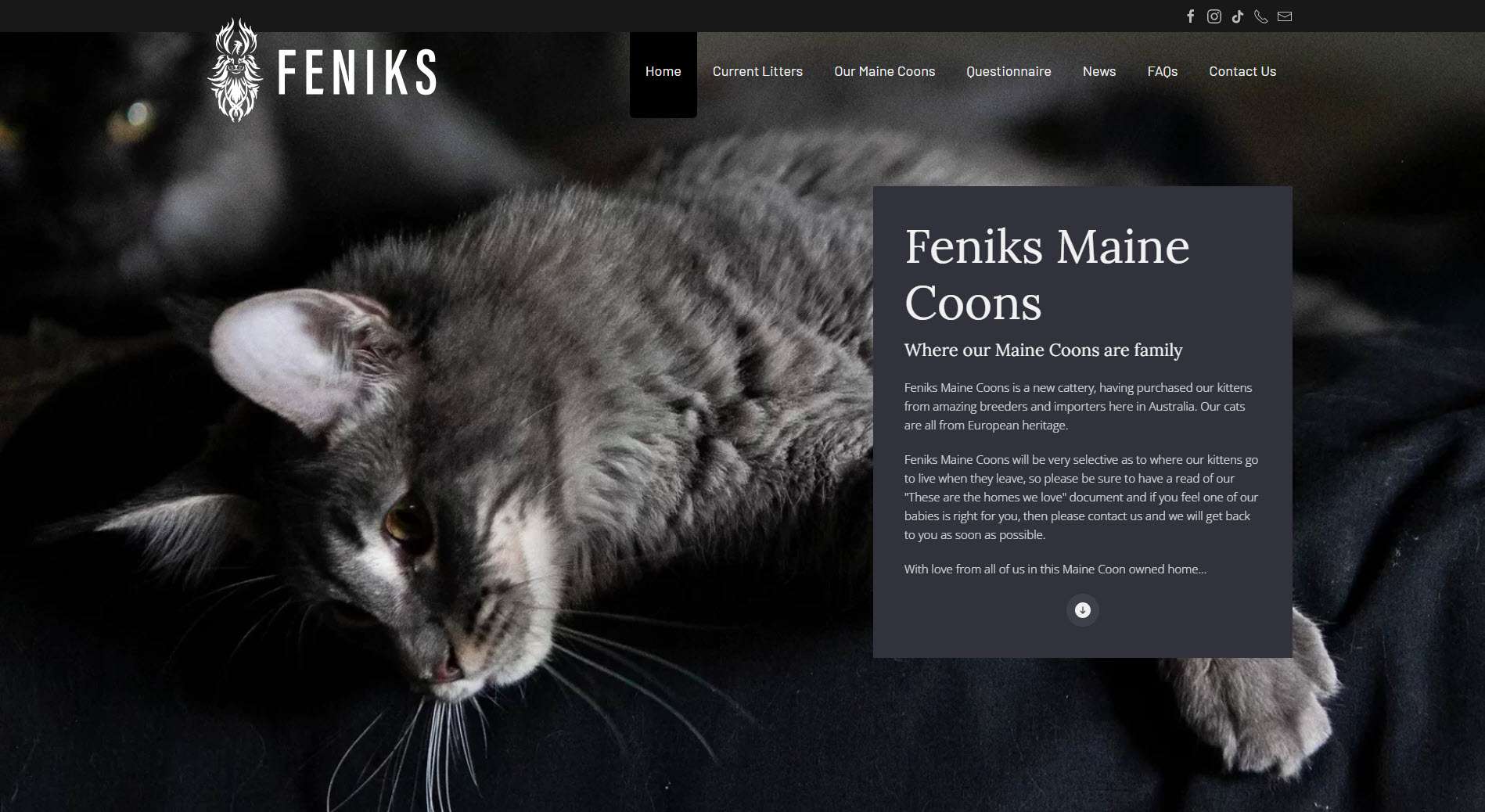Feniks Maine Coons